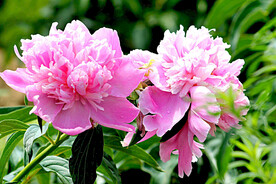 芍药花开