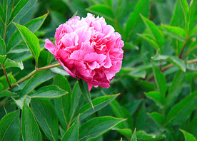 芍药花开