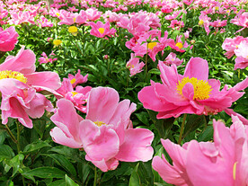 芍药花开