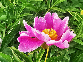 芍药花开