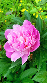 芍药花开