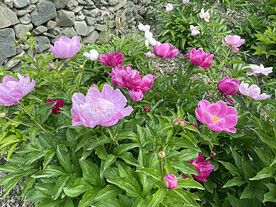 芍药花开