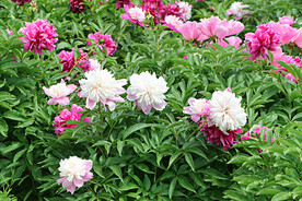 芍药花开