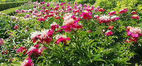 芍药花开