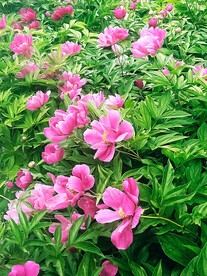 芍药花开