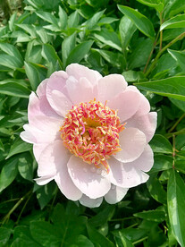 芍药花开
