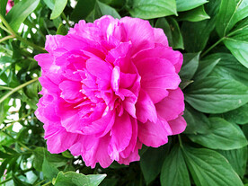 芍药花开