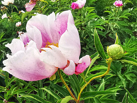 芍药花开
