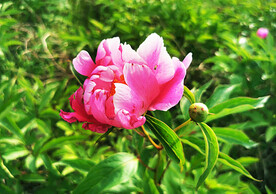 芍药花开