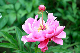芍药花开