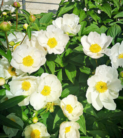 芍药花开