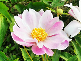 芍药花开