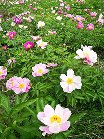 芍药花开