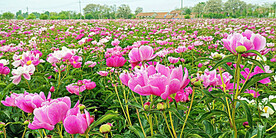 芍药花开