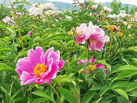芍药花开