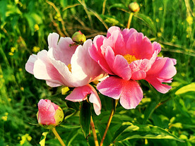 芍药花开