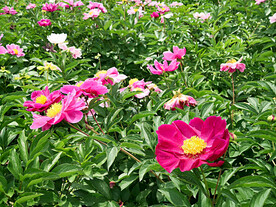 芍药花开