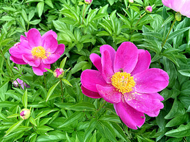 芍药花开