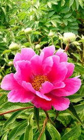 芍药花开