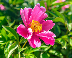 芍药花开