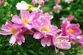 芍药花开