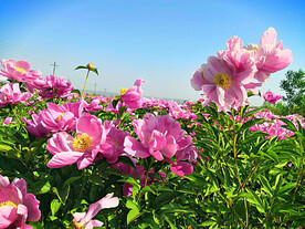 芍药花开