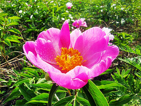 芍药花开