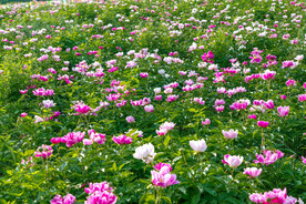 芍药花开