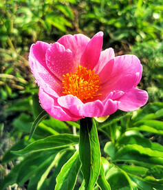 芍药花开
