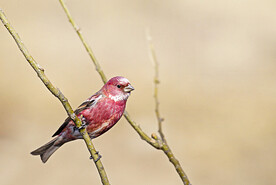 朱雀鸟图