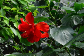 朱槿花
