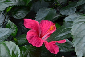 朱槿花