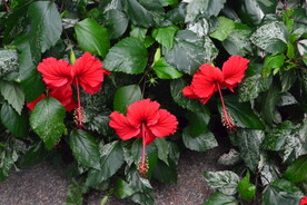 朱槿花