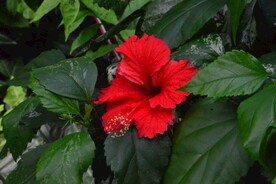朱槿花 