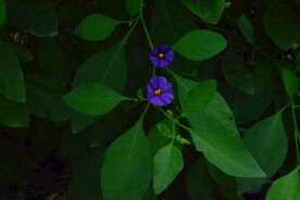 蓝花茄 