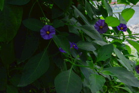 蓝花茄