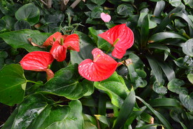 火鹤花 