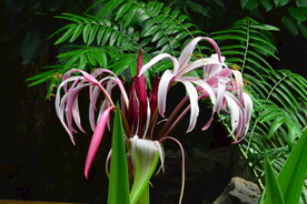 红花文殊兰