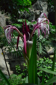 红花文殊兰
