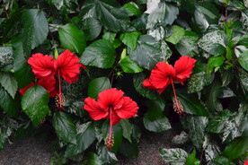朱槿花 