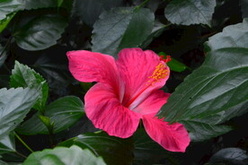 朱槿花 