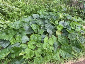 南瓜植物