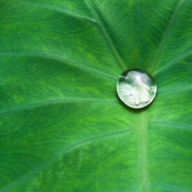水珠露珠图片