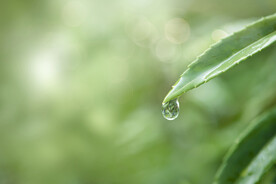 水珠露珠图片