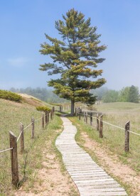 山路和树