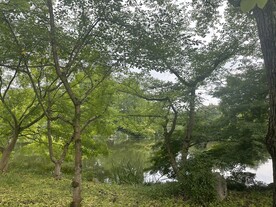 公园林荫