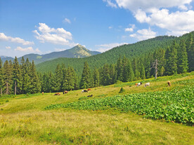 山坡牛群