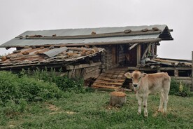小牛