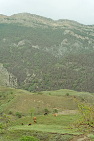 大山里的牧场