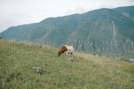 山坡奶牛